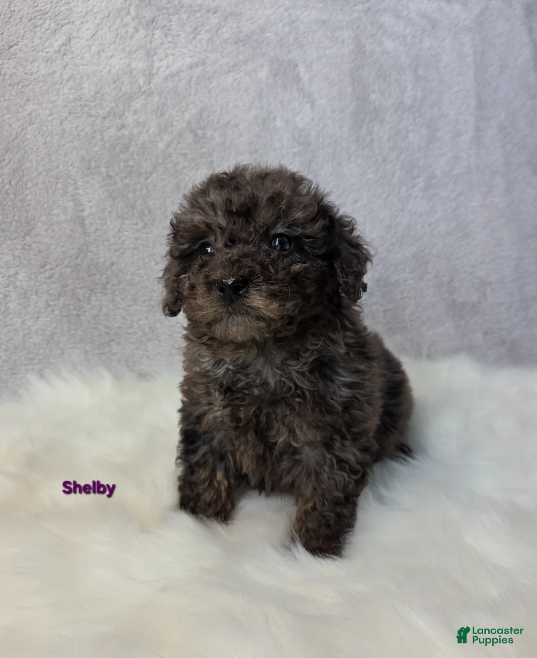 Miniature Poodle dogs for sale: Shelby - Ad 7
