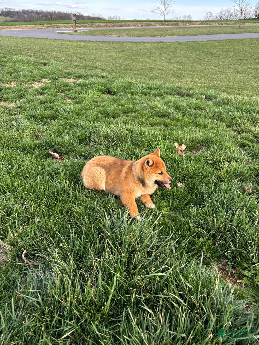Shiba Inu dogs for sale: Shiba Inu  - Ad 1