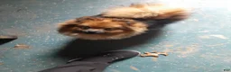 Pomeranian dogs for sale: Bear - Ad 5