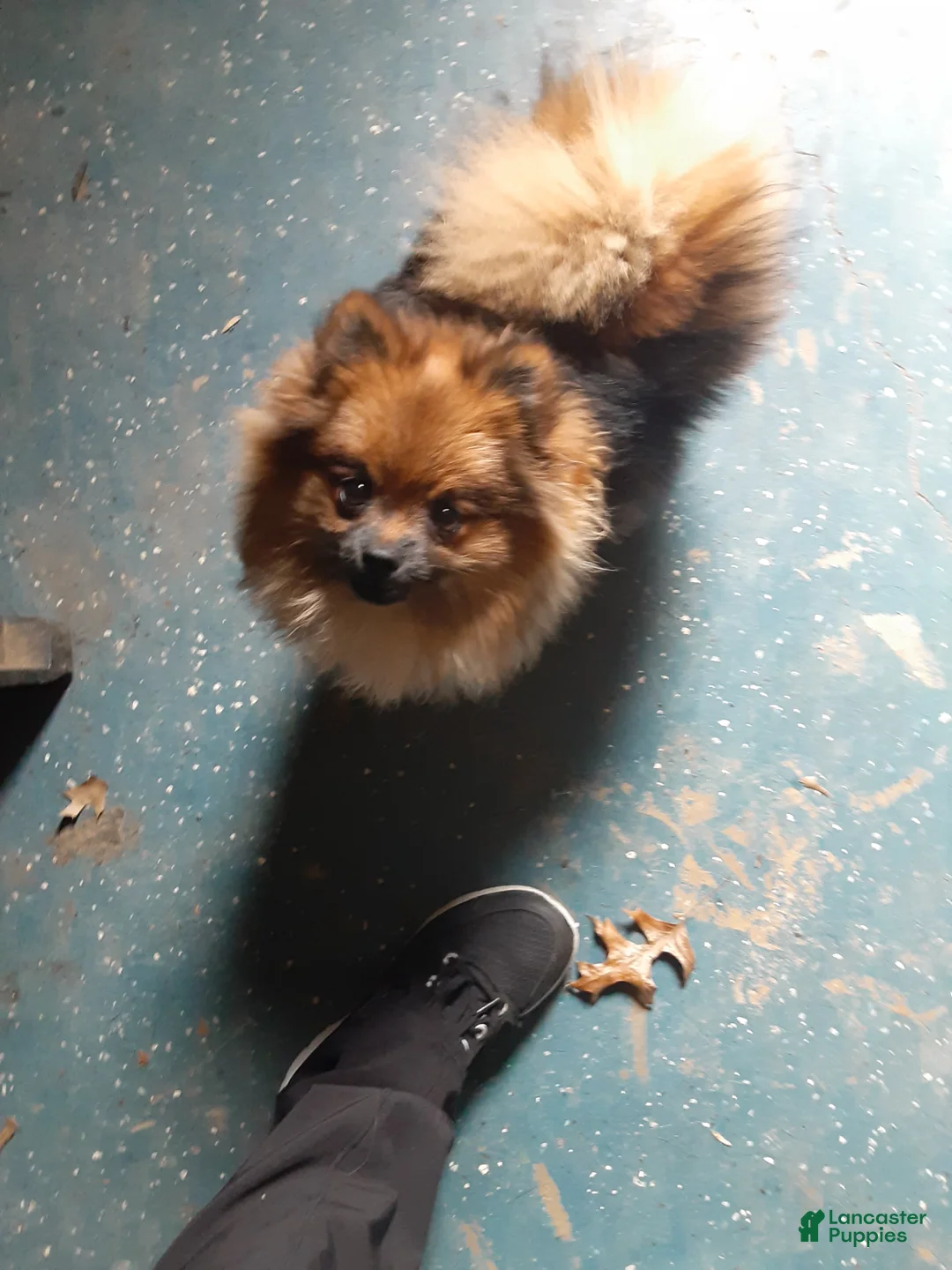 Pomeranian dogs for sale: Bear - Ad 5