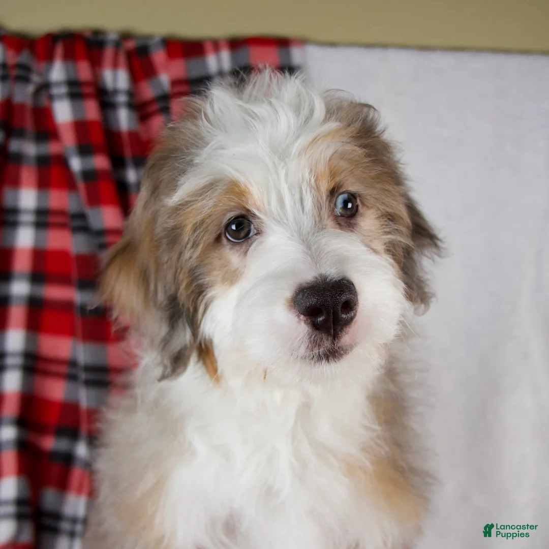 Mini Bernedoodle dogs for sale: Angel Girl *Turf Trained* - Ad 2