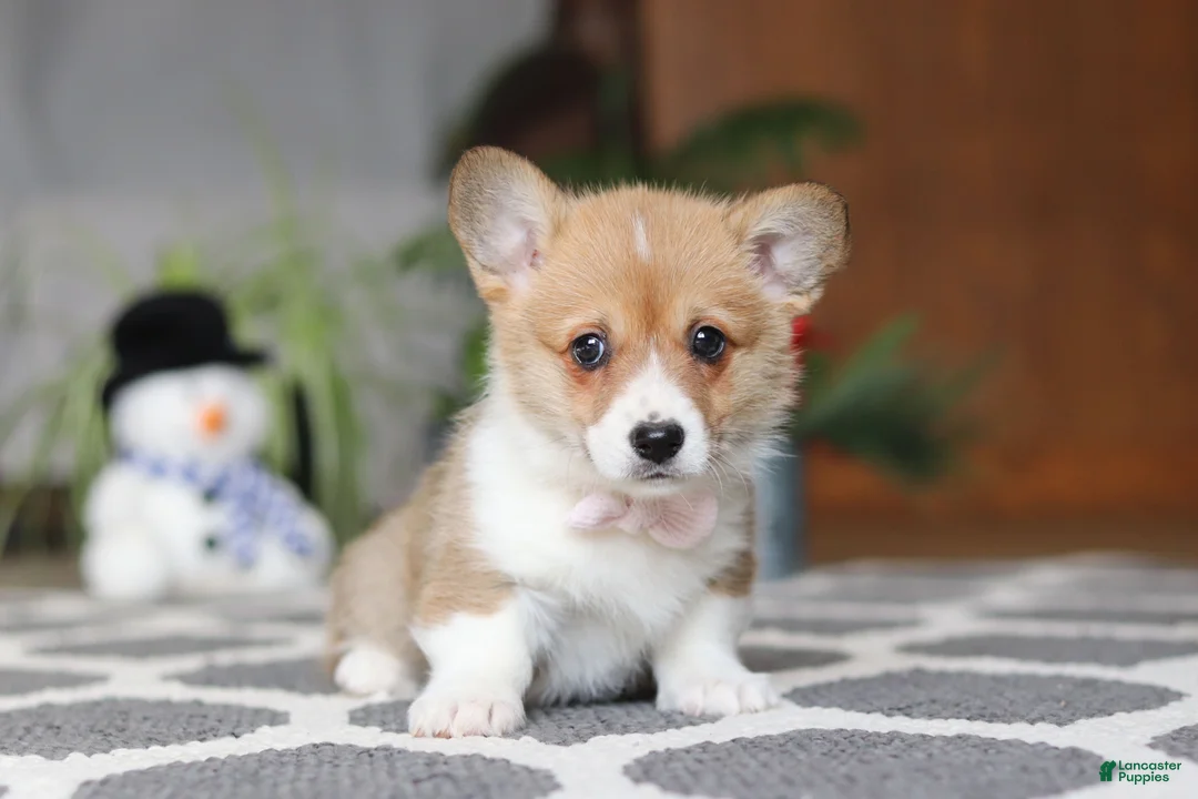 Welsh Corgi Pembroke dogs for sale: Sweetie - Ad 2