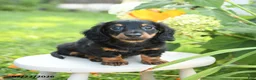 Miniature Dachshund dogs for sale: Felix - Ad 2