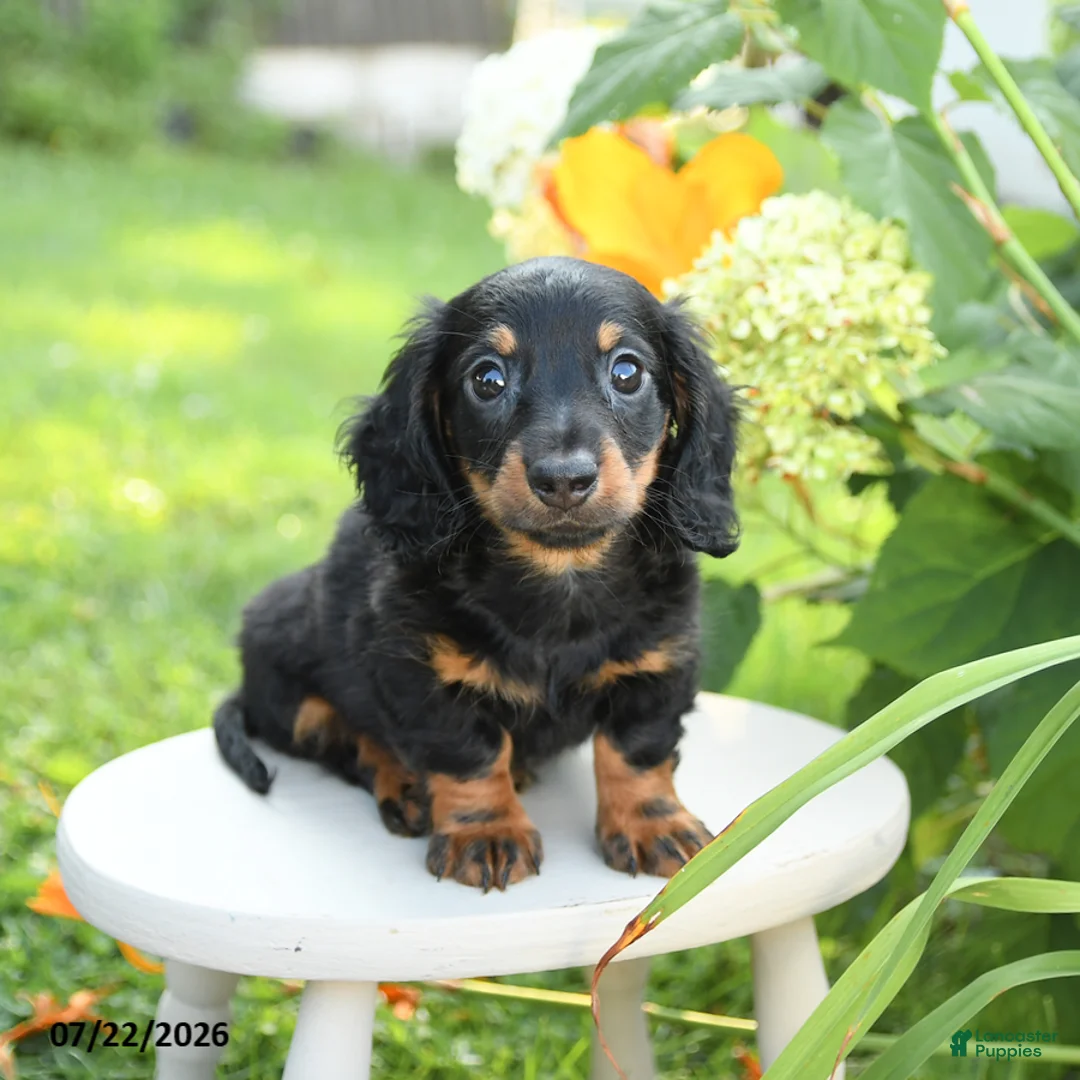 Miniature Dachshund dogs for sale: Felix - Ad 2
