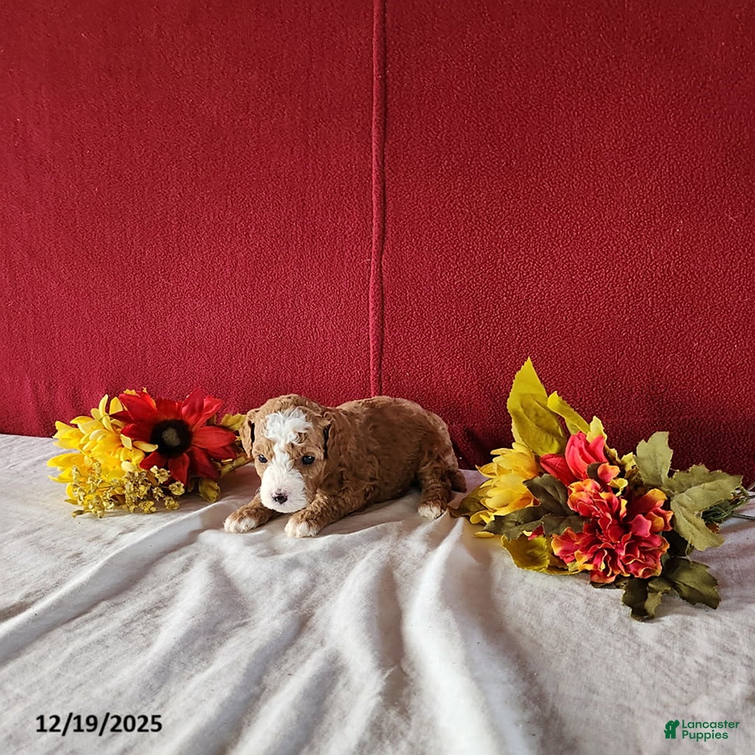 Cavapoo dogs for sale: Tina - Ad 2