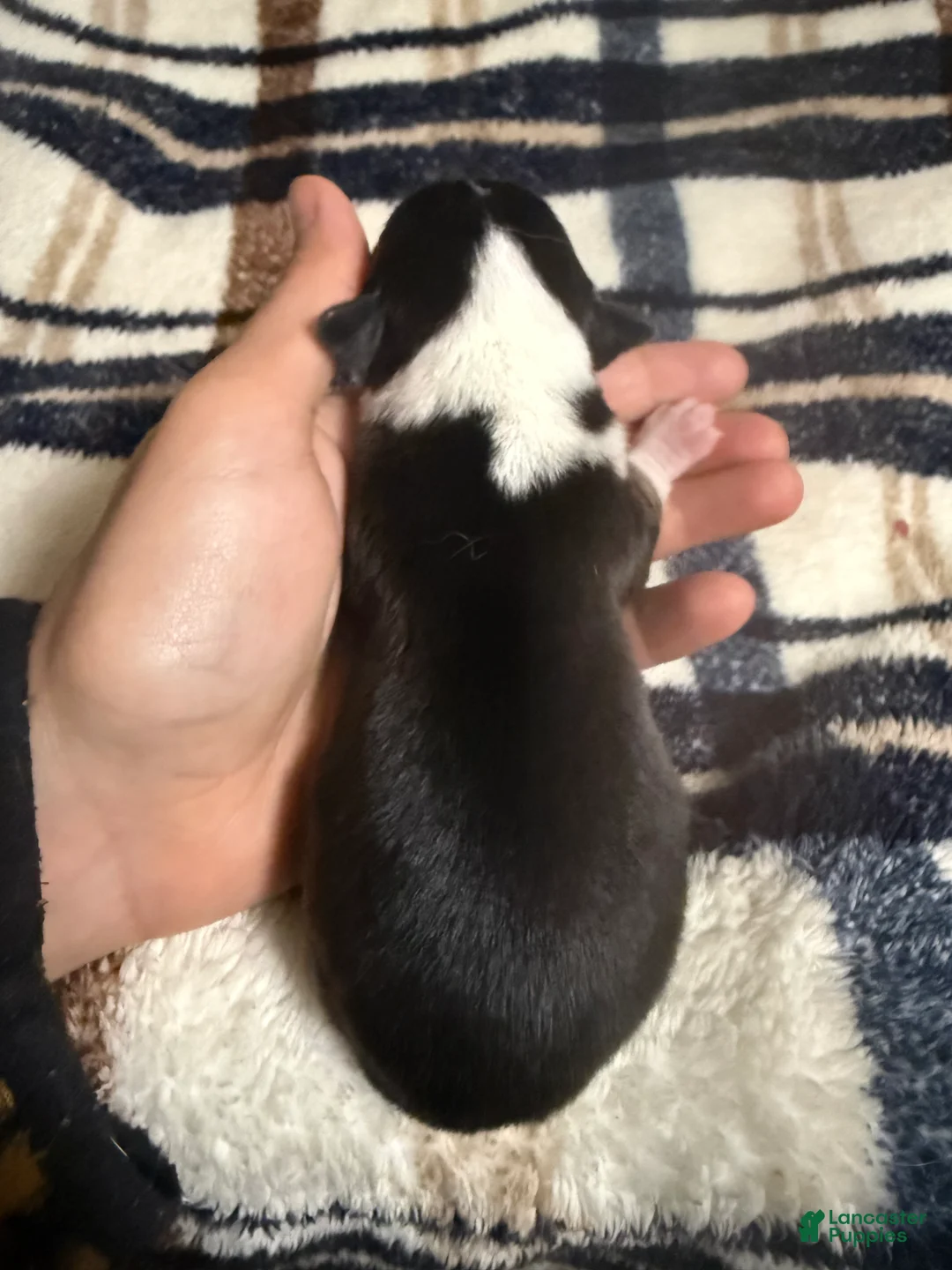 Welsh Corgi Pembroke dogs for sale: Welsh Corgi Pembroke Puppy 8 - Ad 2