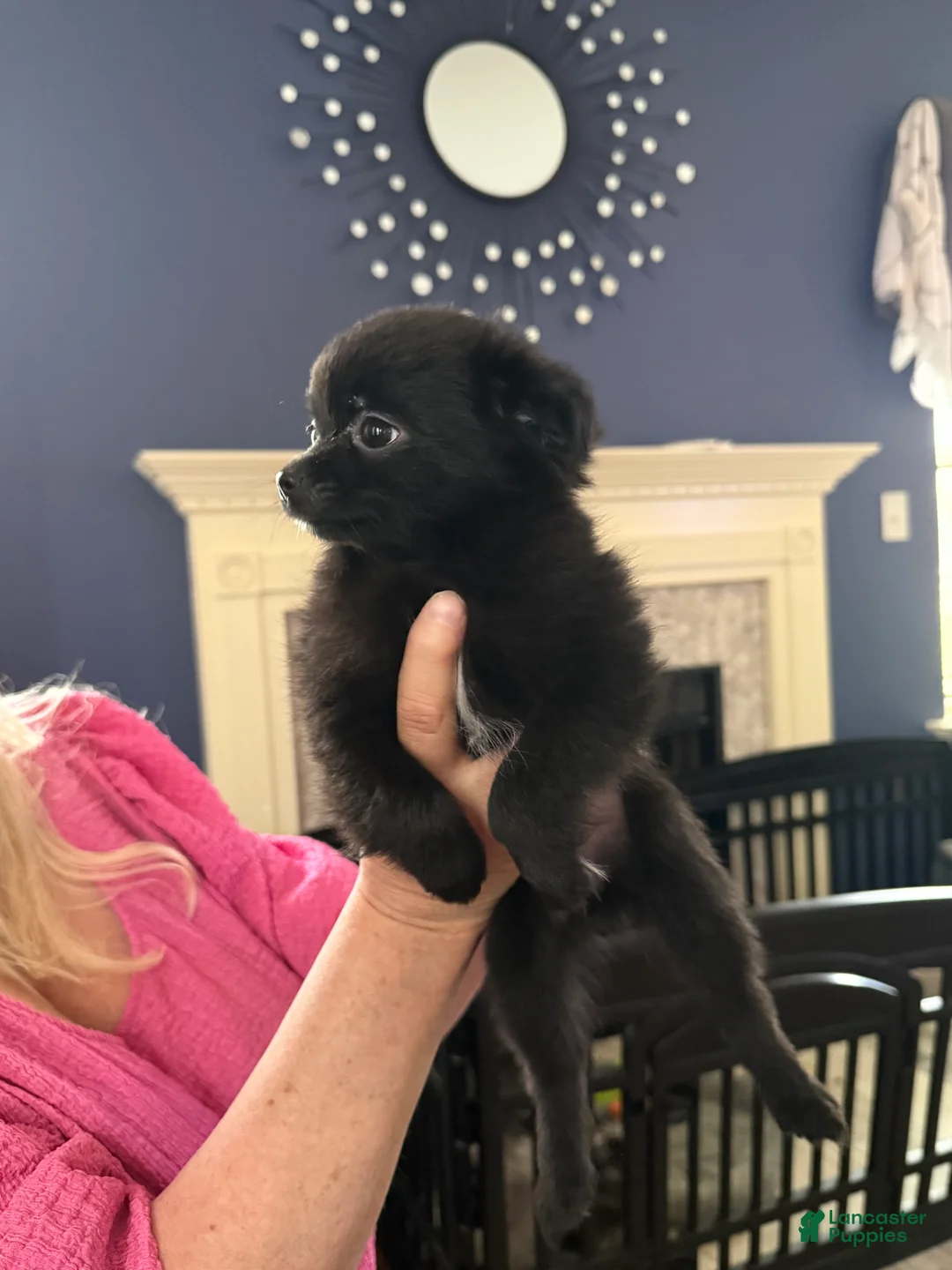 Mixed Breed dogs for sale: Rizzo - Ad 1