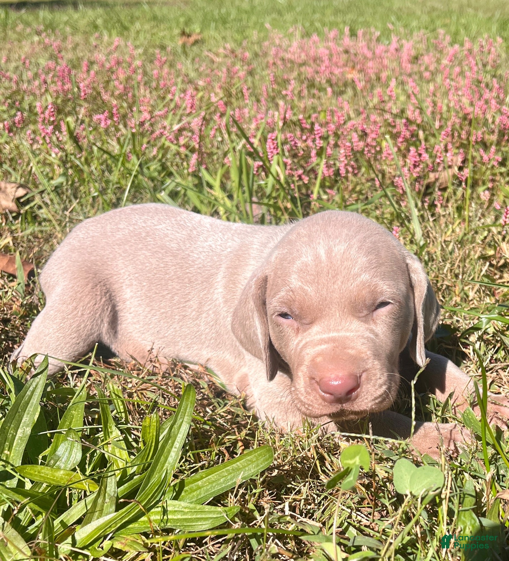 Weimaraner dogs Weimaraner 2 - Ad 10
