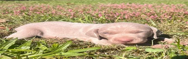 Weimaraner 2