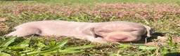 Weimaraner dogs for sale: Weimaraner 2 - Ad 1