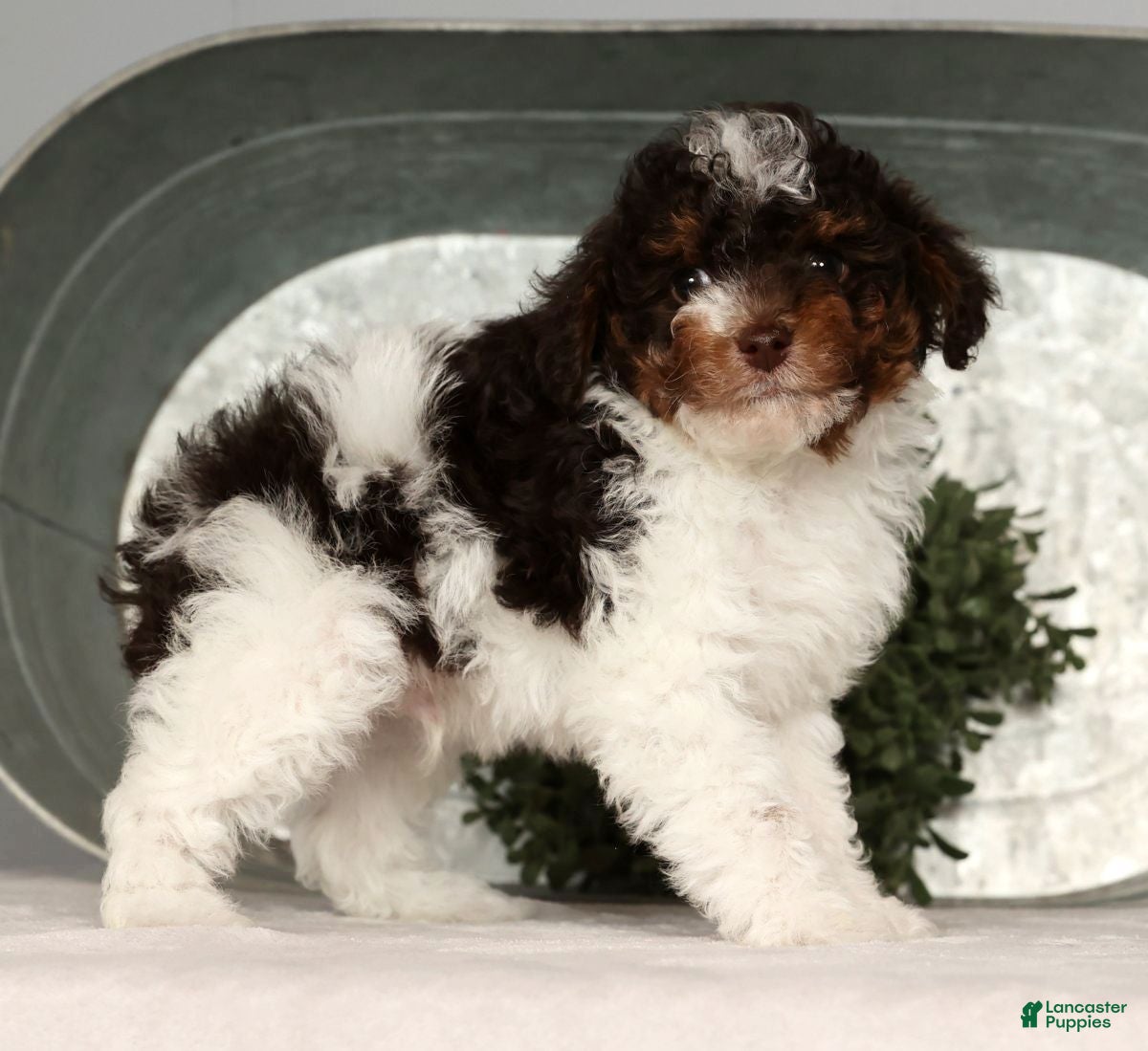 Toy Poodle dogs Max - Ad 1