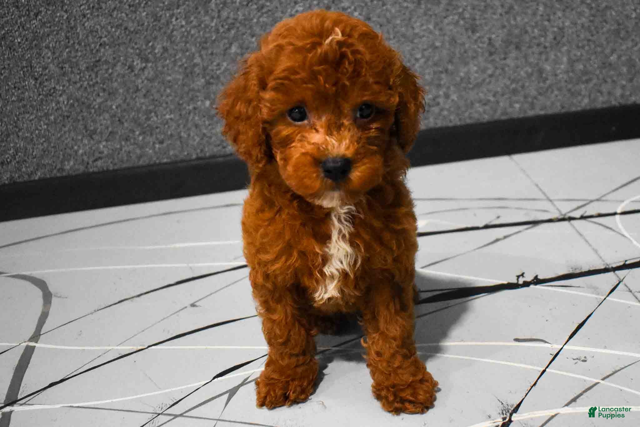 Miniature Poodle dogs  Lenny🐾 - Ad 1