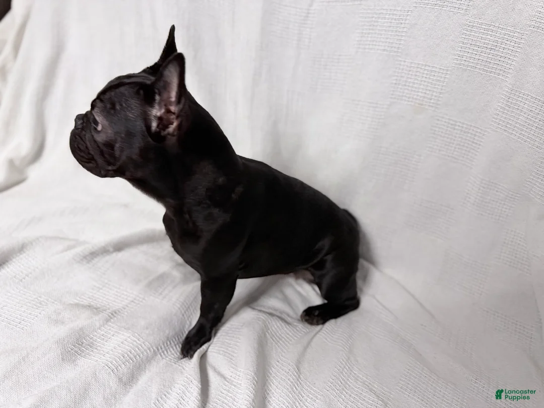 French Bulldog dogs for sale: Coco Cleo channel  - Ad 8