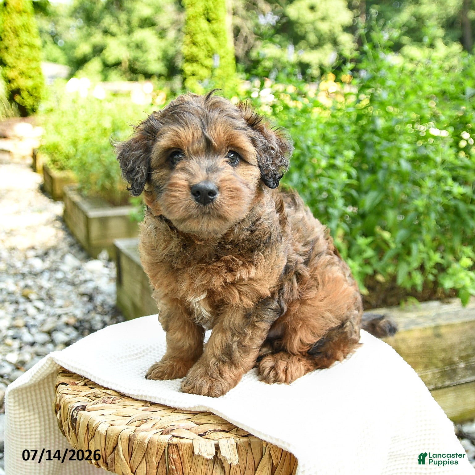 Shihpoo dogs Nathan - Ad 1
