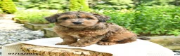 Shihpoo dogs for sale: Nathan - Ad 1