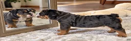 English Bulldog dogs for sale: Loverboy - Ad 8