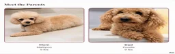 Maltipoo dogs for sale: Maltipoo 2 - Ad 11