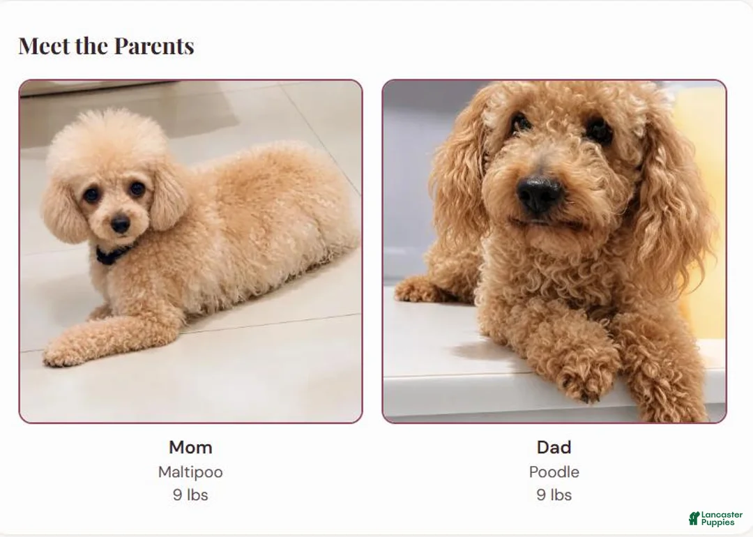 Maltipoo dogs for sale: Maltipoo 2 - Ad 11