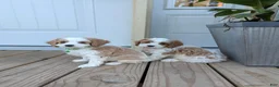 Cavapoo dogs for sale: Patrick  - Ad 2