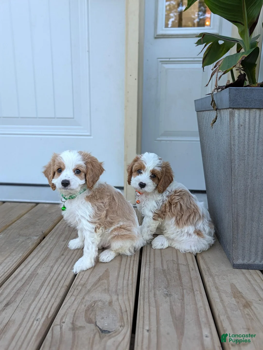 Cavapoo dogs for sale: Patrick  - Ad 2