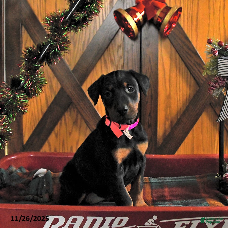 Doberman Pinscher dogs Macy - Ad 9