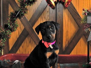 Doberman Pinscher dogs Macy - Ad 13