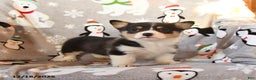 Welsh Corgi Pembroke dogs for sale: Georgia - Ad 5