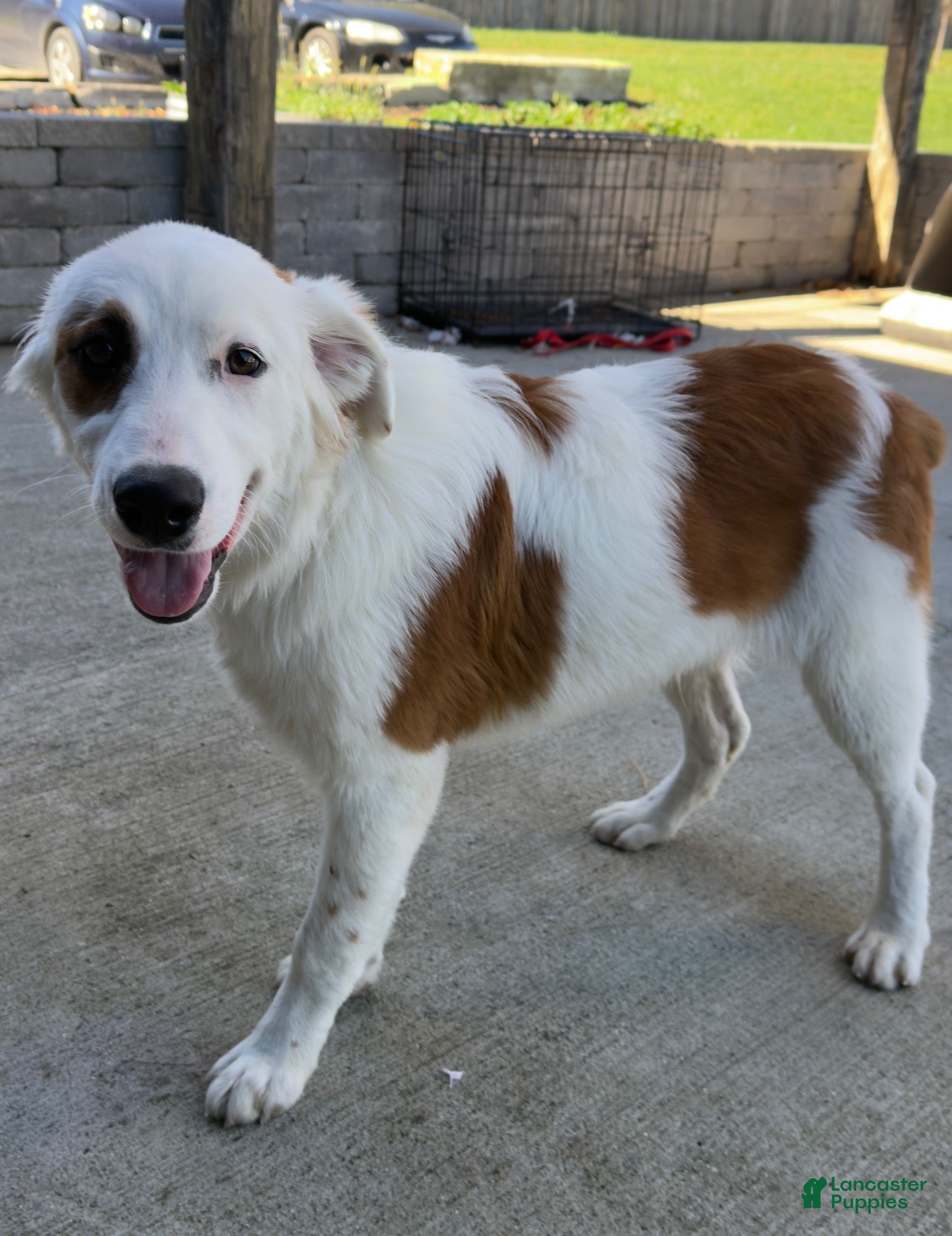 Mixed Breed dogs for sale: Captain  - Ad 1