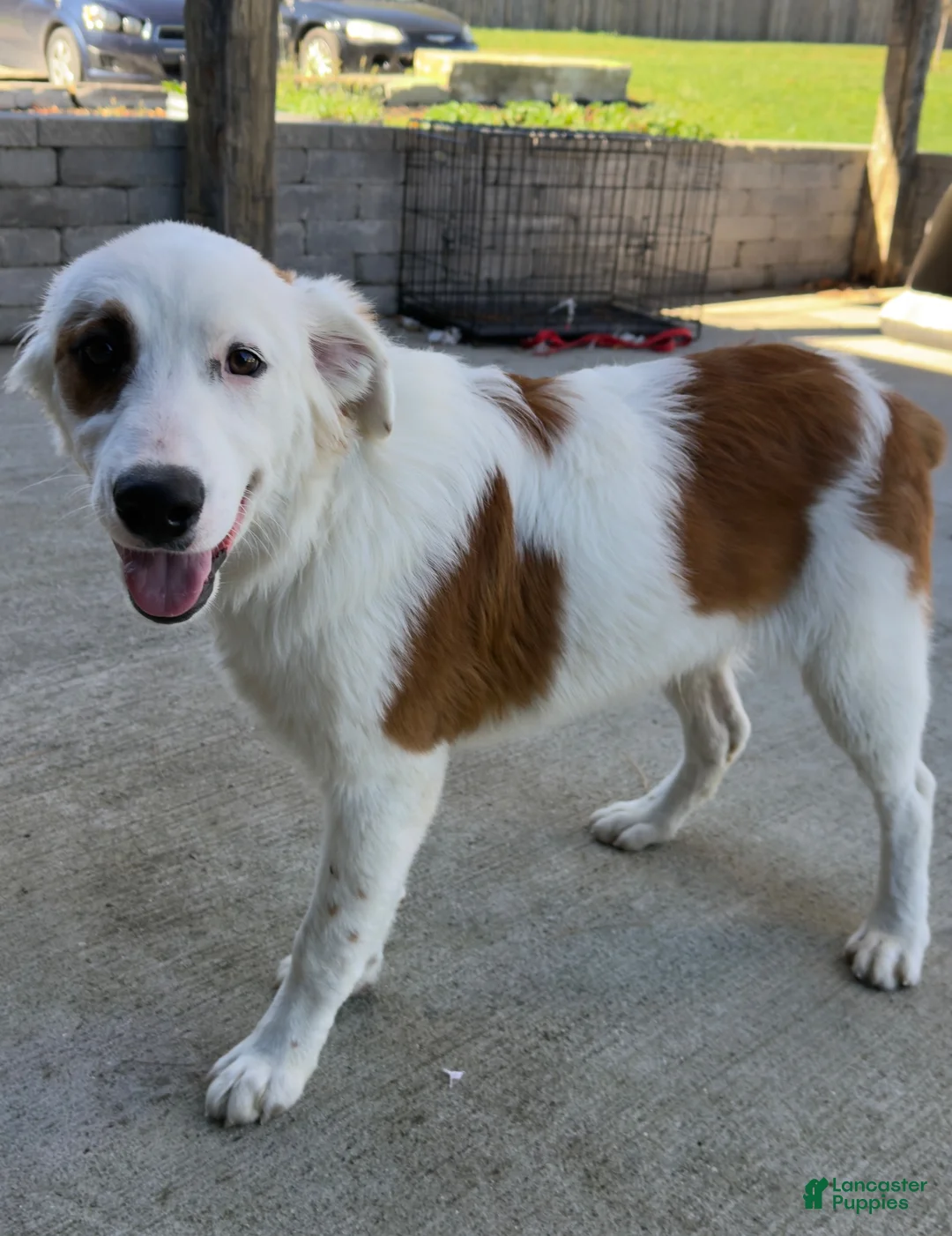 Mixed Breed dogs for sale: Captain  - Ad 1