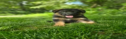 German Shepherd dogs for sale: Sammy - Ad 5