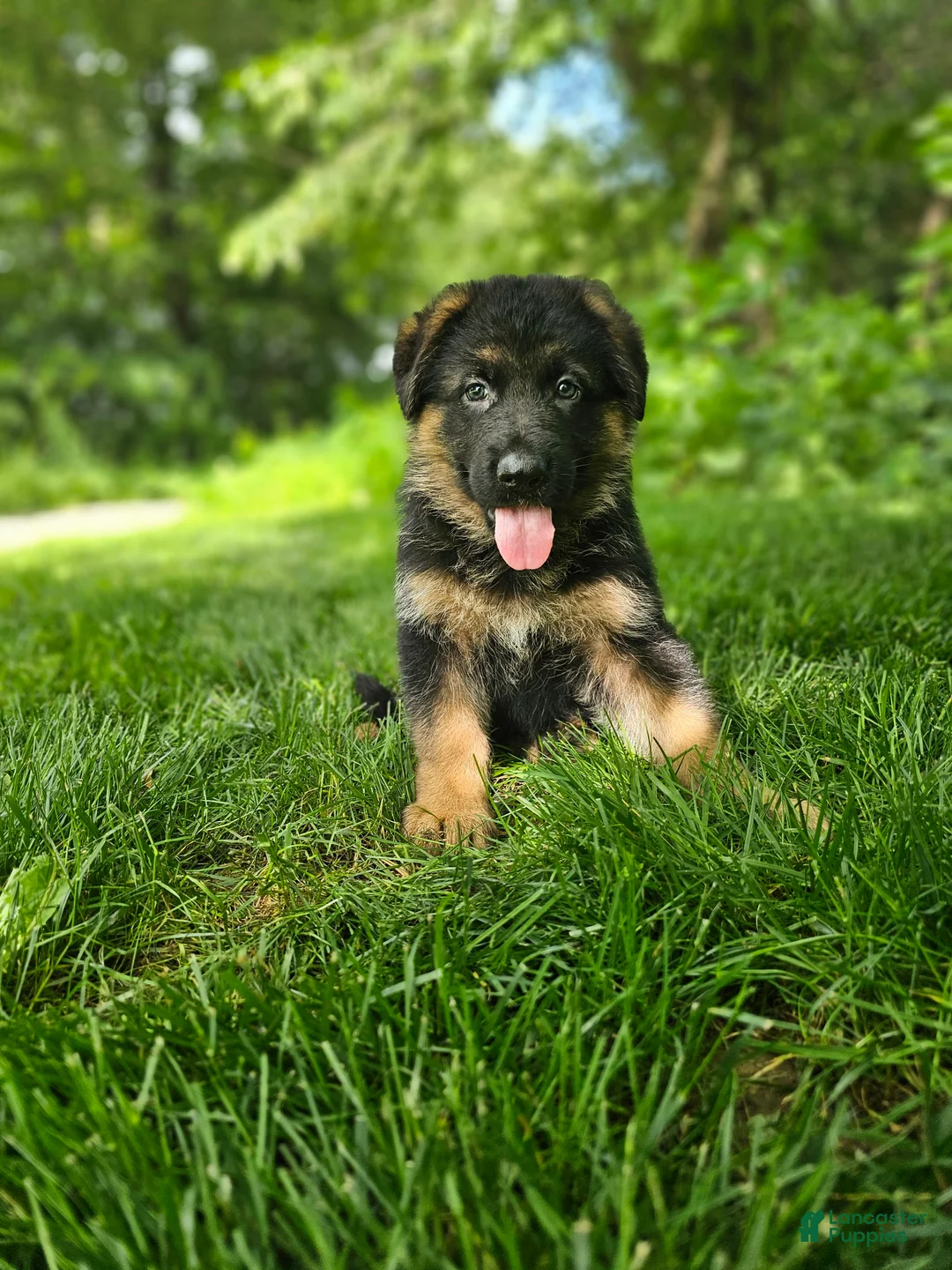 German Shepherd dogs for sale: Sammy - Ad 5