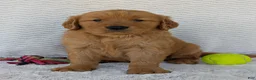 Golden Retriever dogs for sale: Brady - Ad 1