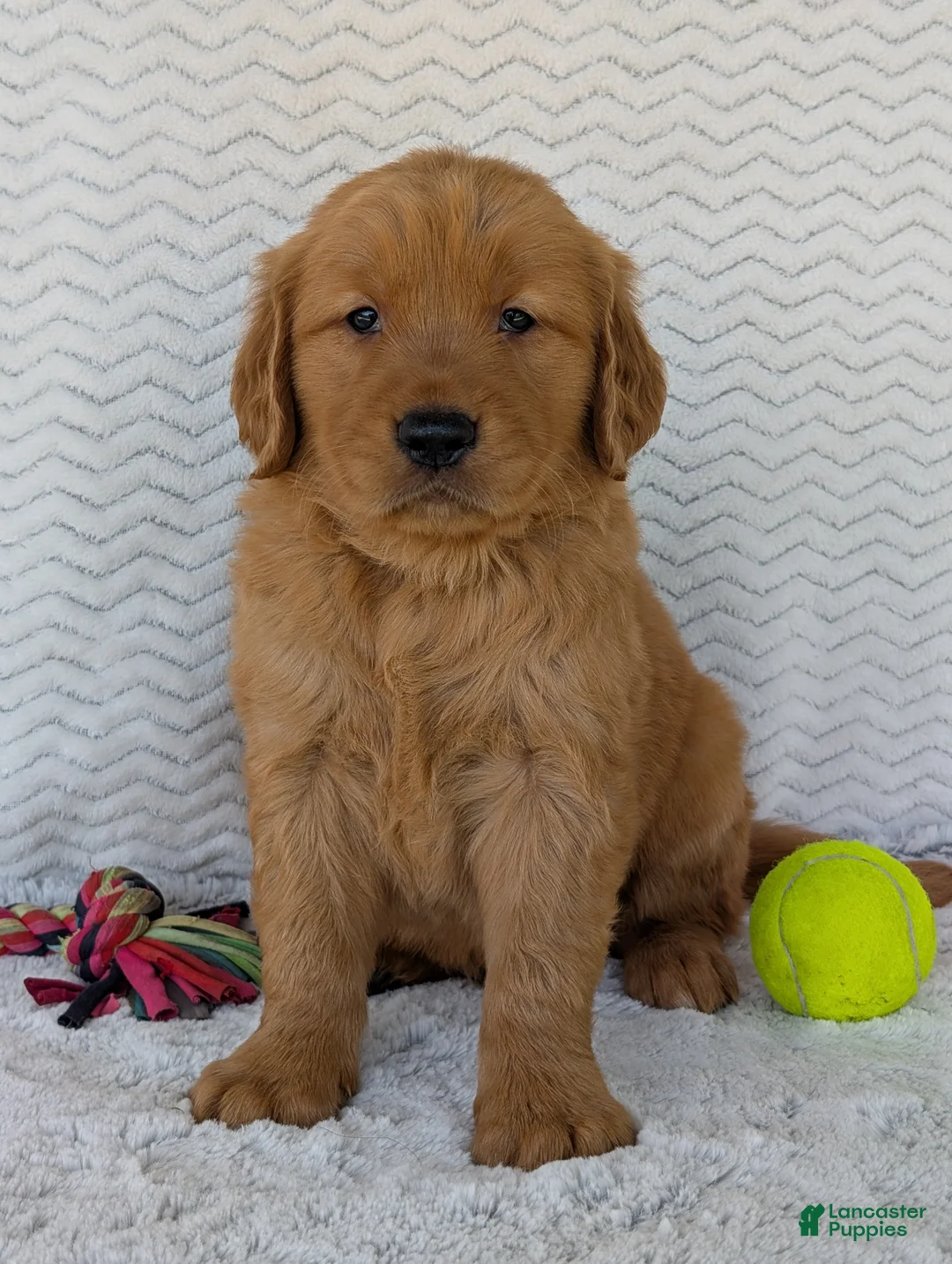Golden Retriever dogs for sale: Brady - Ad 1