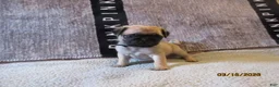 Pug dogs for sale: Pug Puppy 3 - Ad 47