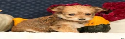 Yochon dogs for sale: Trinity - Ad 5