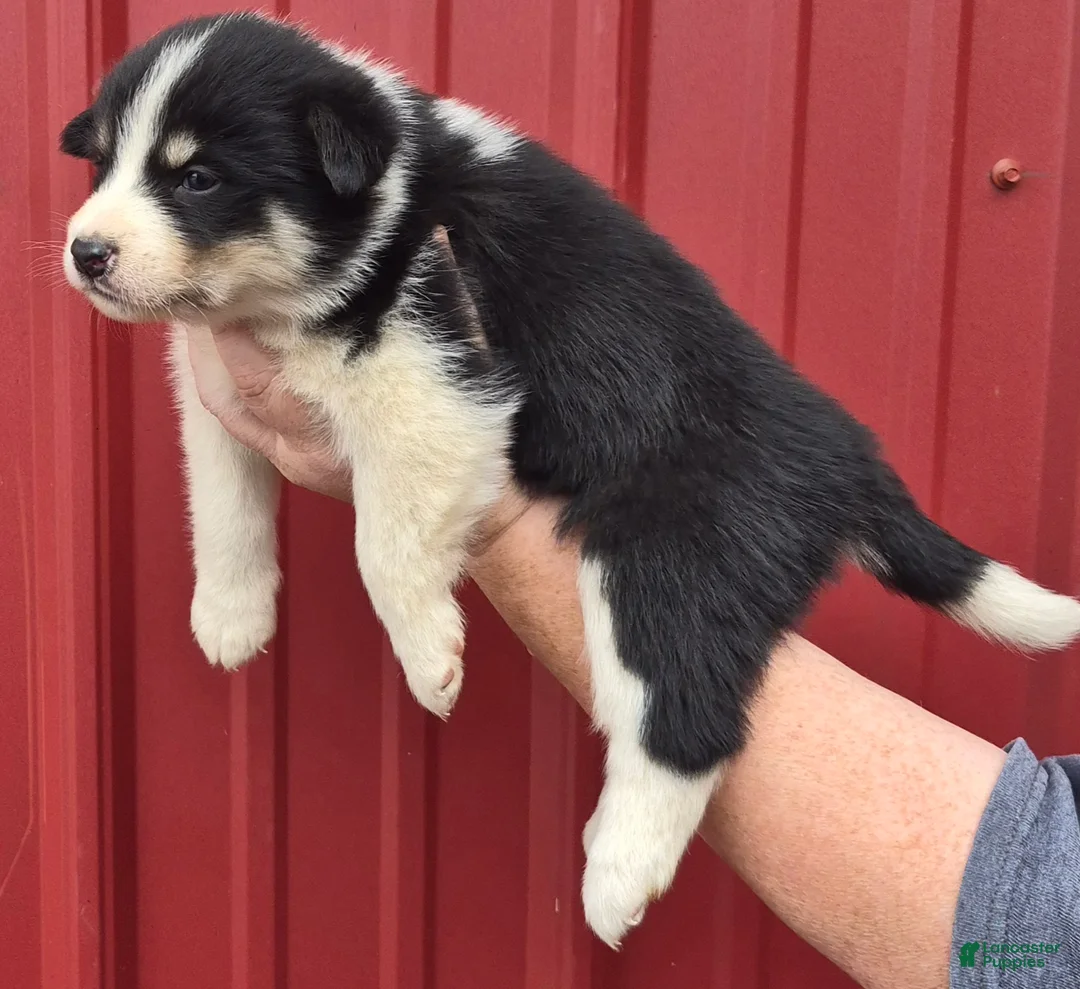 Mixed Breed dogs for sale: Mixed Breed 5 - Ad 2