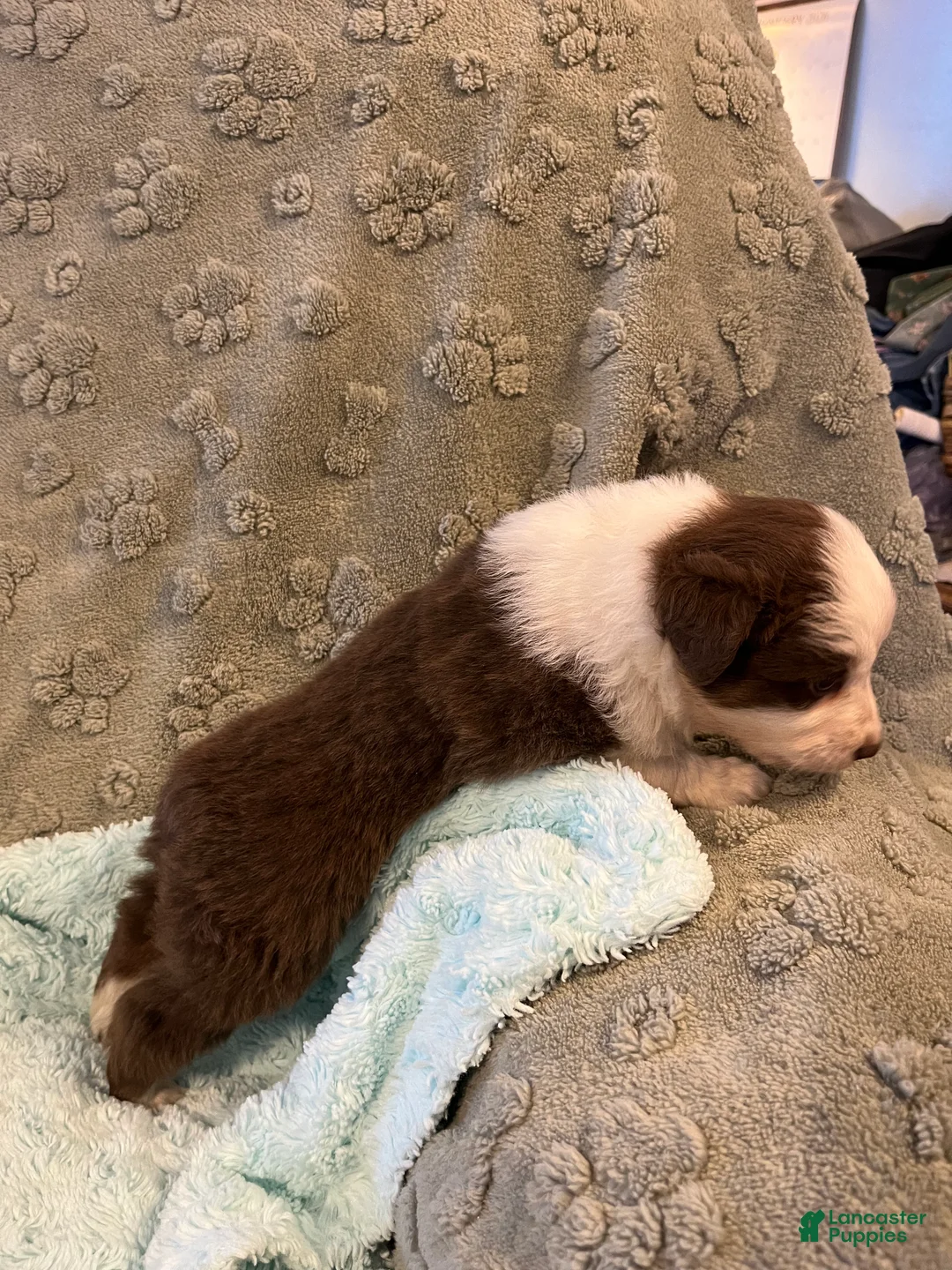 Australian Shepherd dogs for sale: Jollie  - Ad 12