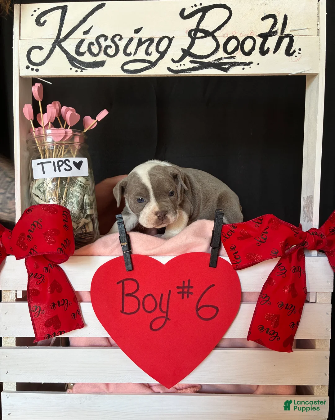 Olde English Bulldogge dogs for sale: Olde English Bulldogge Puppy 6 - Ad 8