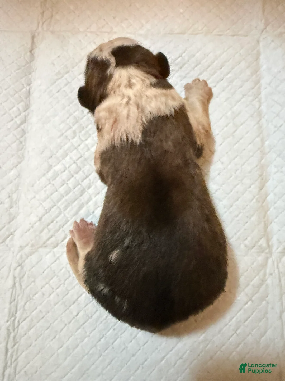 Saint Bernard dogs for sale: Boy 2  - Ad 1