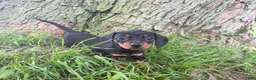 Miniature Dachshund dogs for sale: Sally - Ad 2