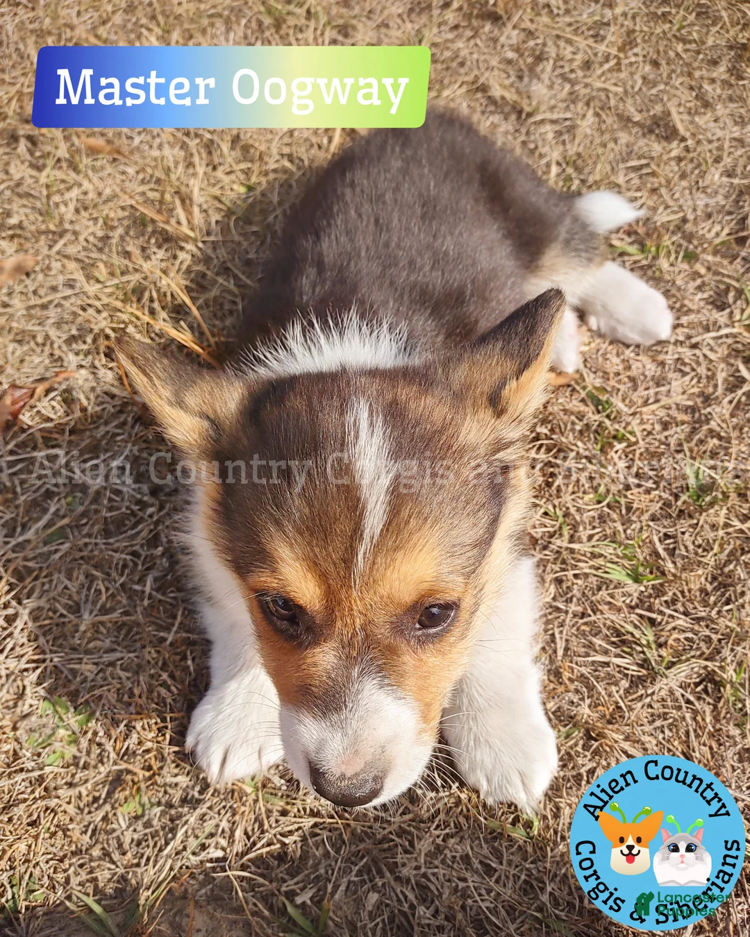 Welsh Corgi Pembroke dogs for sale: Welsh Corgi Pembroke Puppy 1 - Ad 1