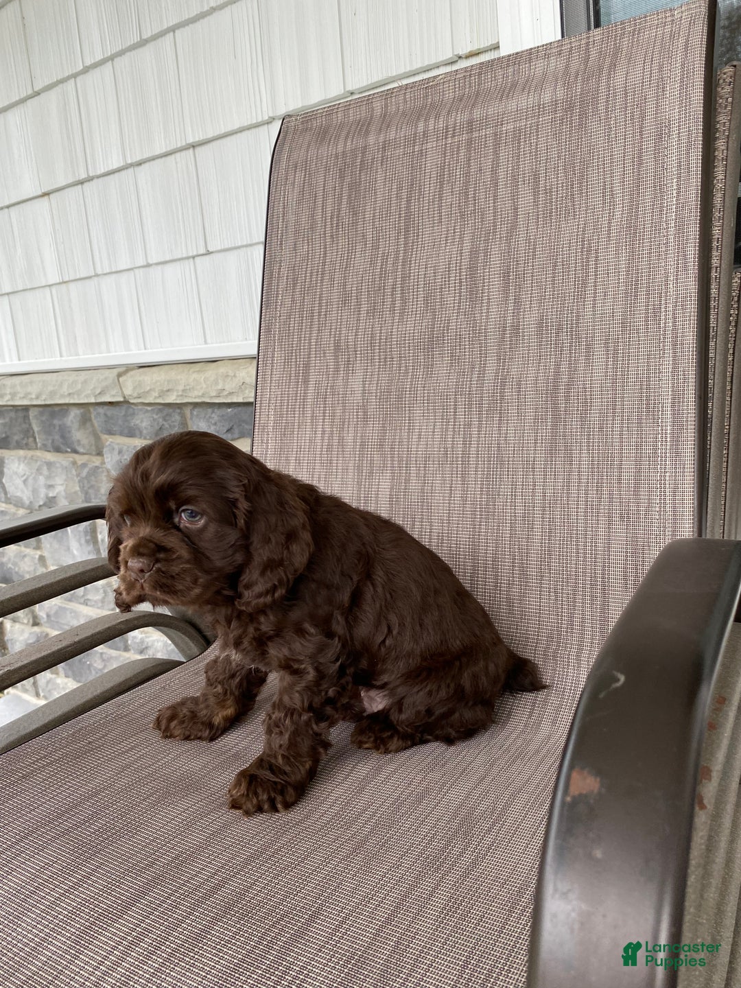 Cocker Spaniel dogs for sale: Chokka - Ad 3
