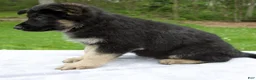 German Shepherd dogs for sale: Captain - Ad 4