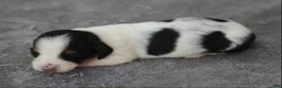 Dachshund dogs for sale: Black and Tan Brindle Piebald Male  - Ad 4