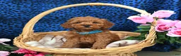 Miniature Poodle dogs for sale: Everest - Ad 4