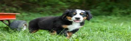 Bernese Mountain Dog dogs for sale: SOPHIE - Ad 5