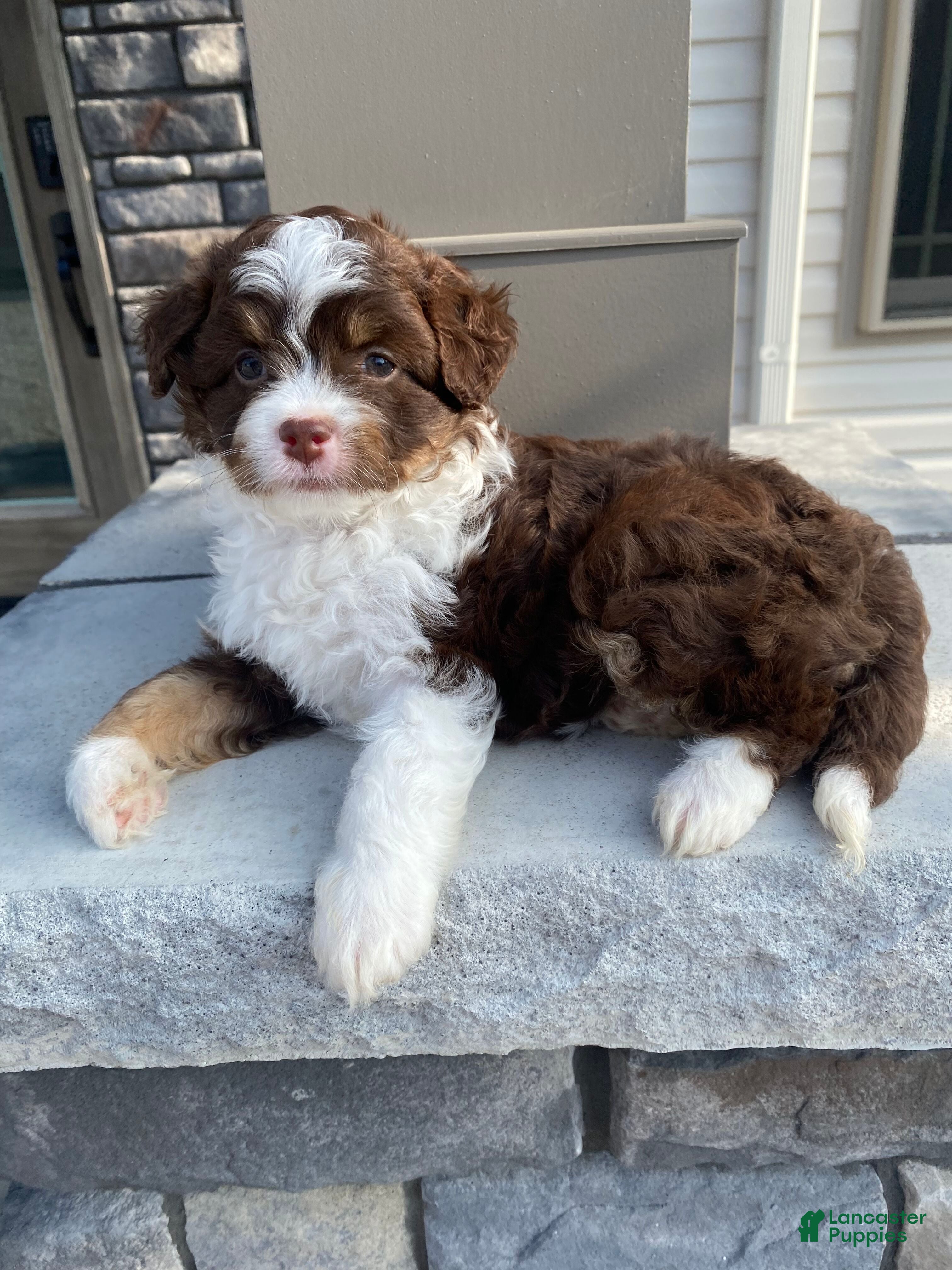 Mini Aussiedoodle dogs Charli - Ad 2