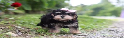 Maltipoo dogs for sale: Aleah - Ad 3
