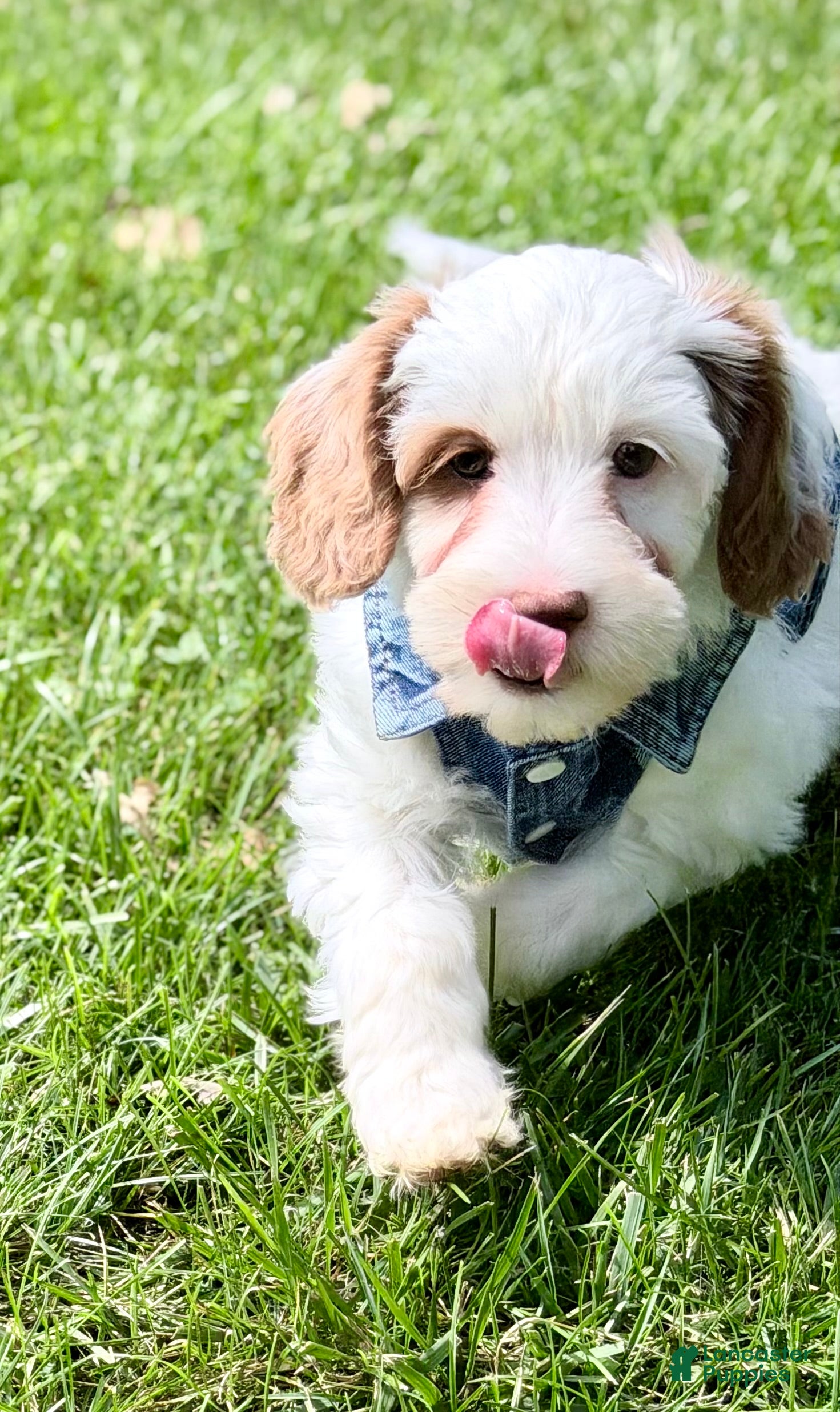 Mini Goldendoodle dogs Waffle-petite  - Ad 1
