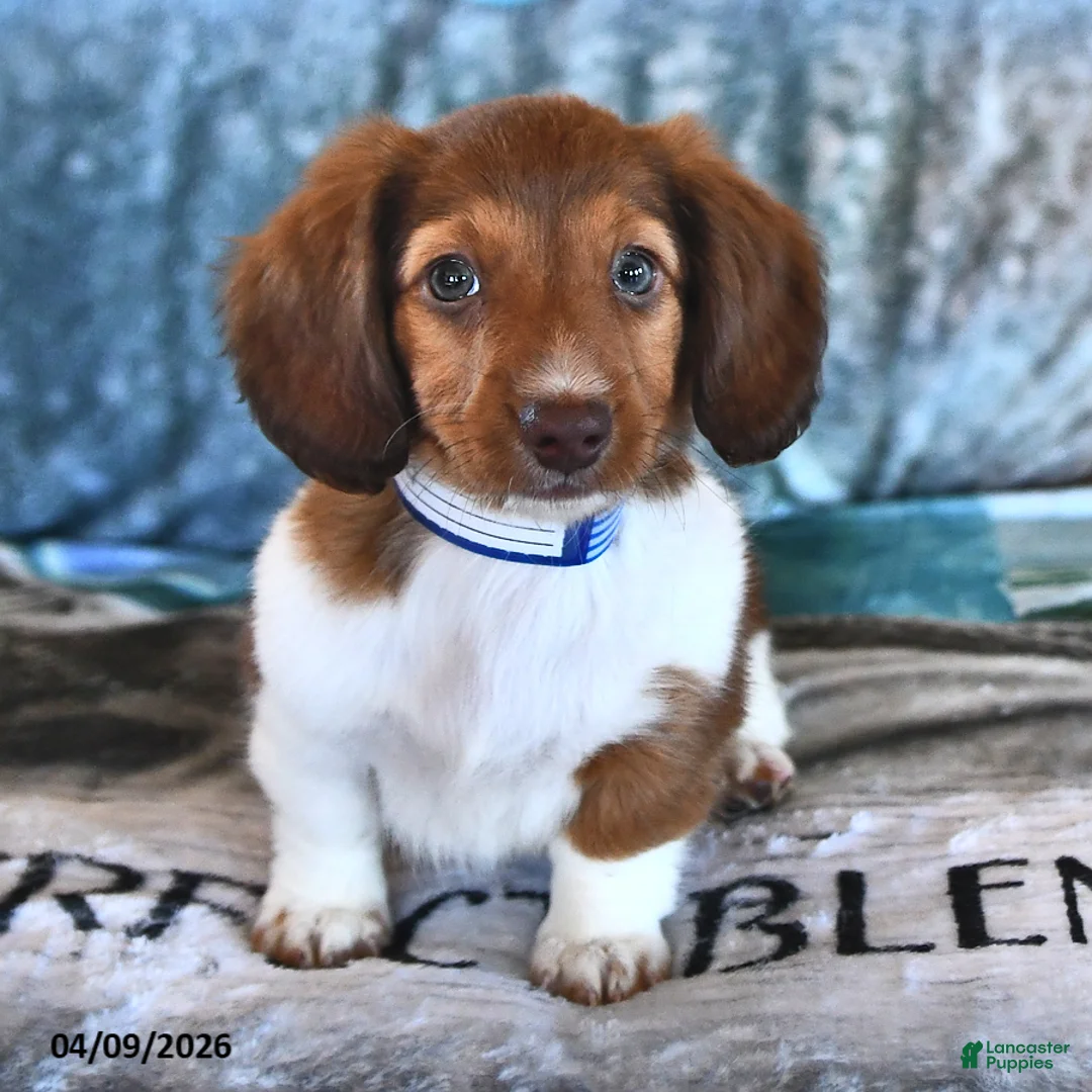 Miniature Dachshund dogs for sale: Bella   - Ad 1